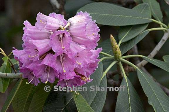 rhododendron moulmainense 3 graphic